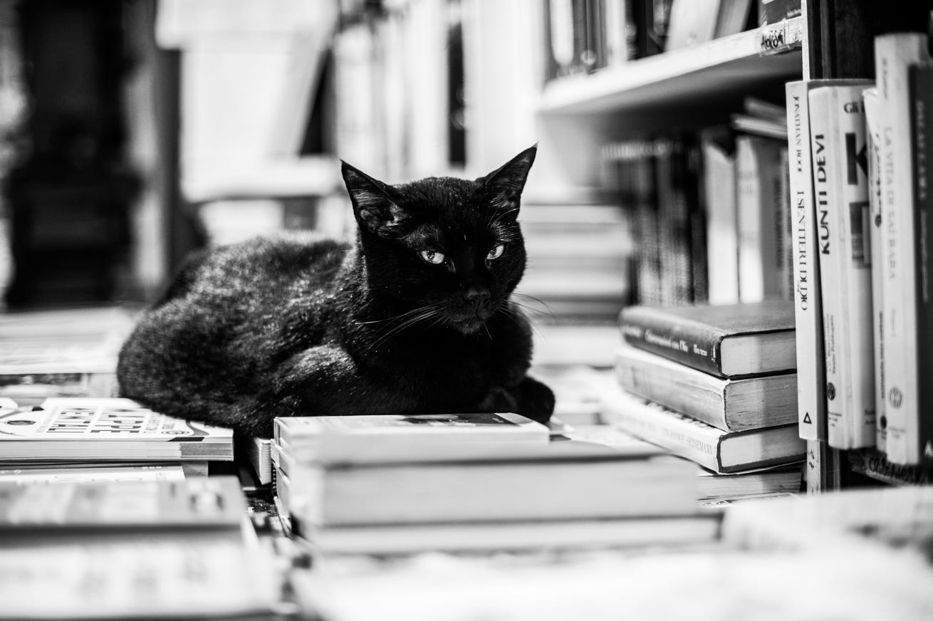 cat in library