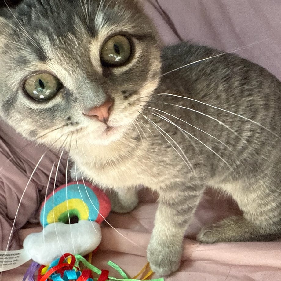 Baby Gert